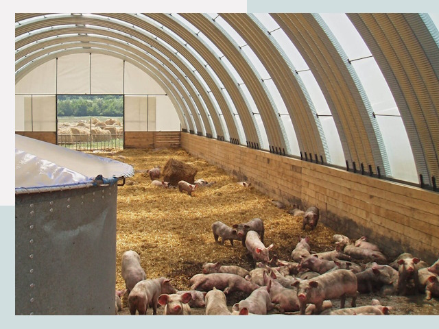 Строительство свинарников в Кыштыме